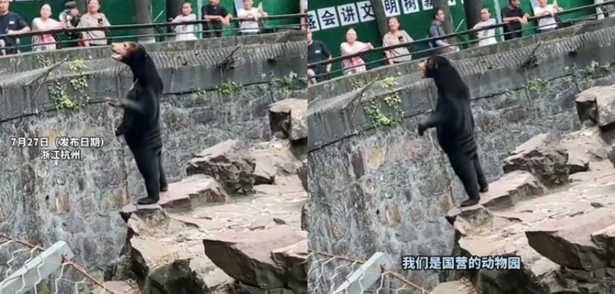 ¿Es un disfraz? Zoológico de Hangzhou aclara extrañas imágenes virales de un oso que se pone de pie