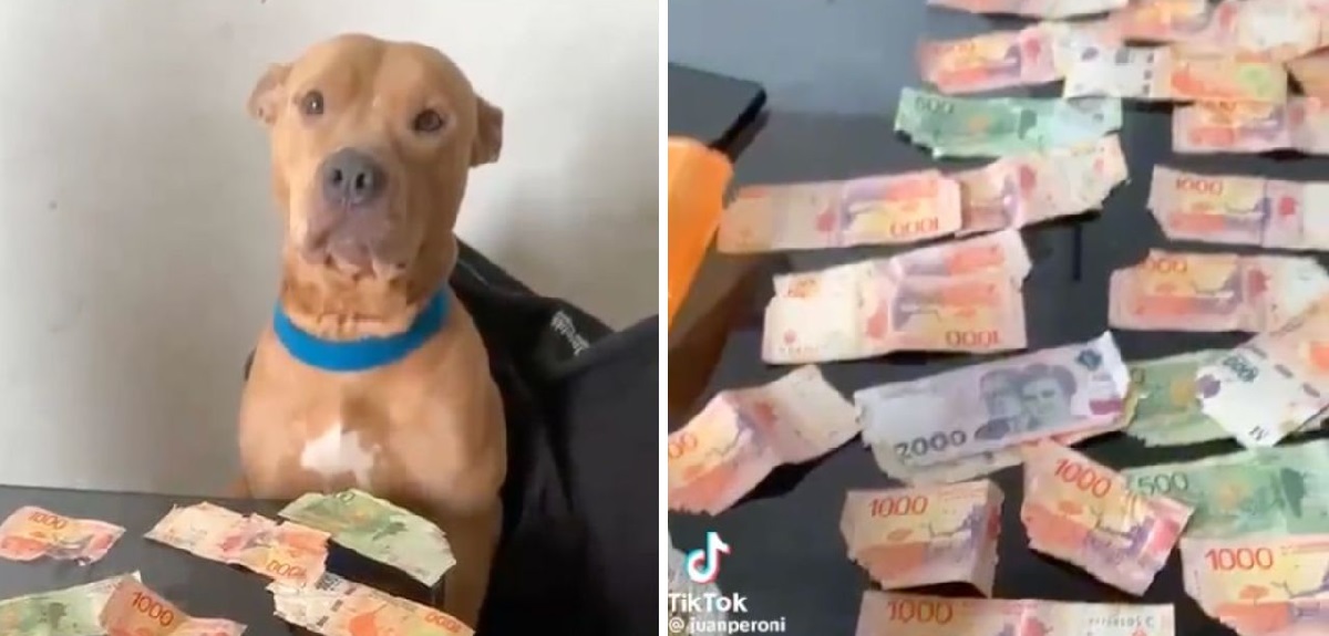Dejó solo a su perro y lo encontró con más de $90 mil en billetes rotos: así reaccionó la mascota