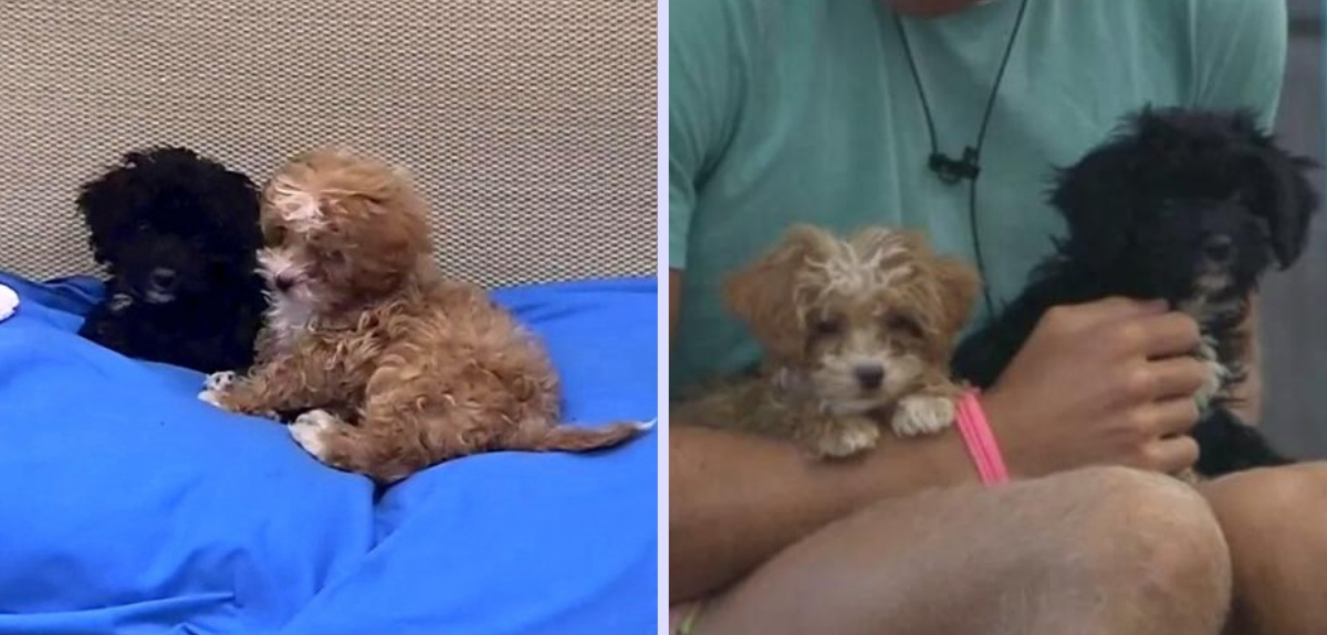 Gran Hermano Argentina también tuvo cachorros en la casa: este es el presente de Mora y Caramelo