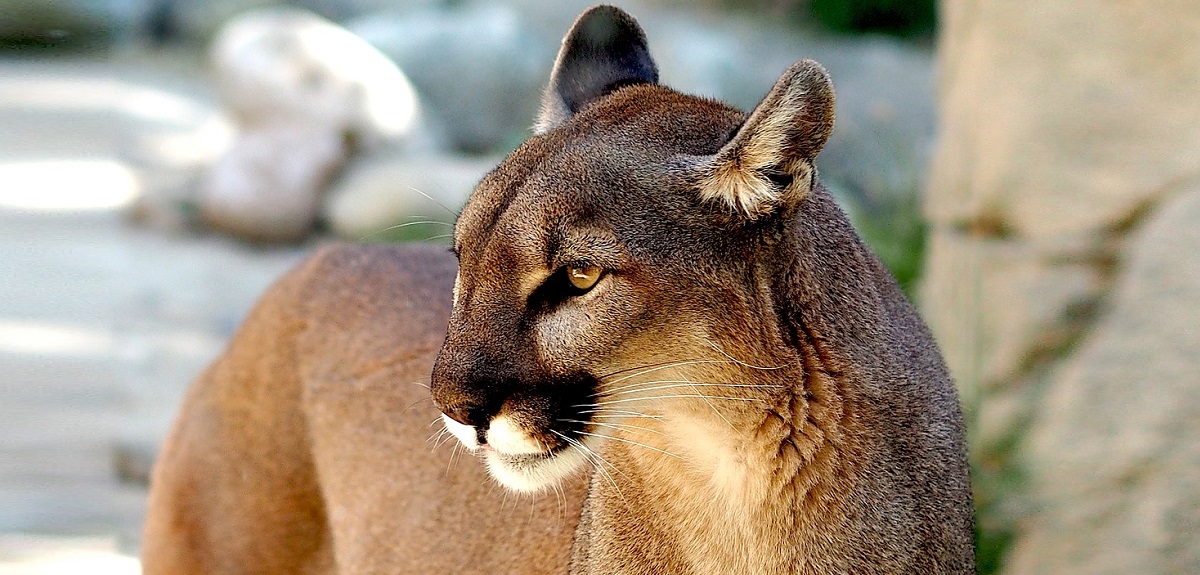 Hallan restos de una mujer desaparecida en Petrohué hace 4 días: la habría devorado un puma