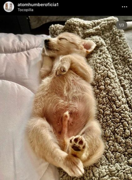 nuevo cachorro de Alexis Sánchez