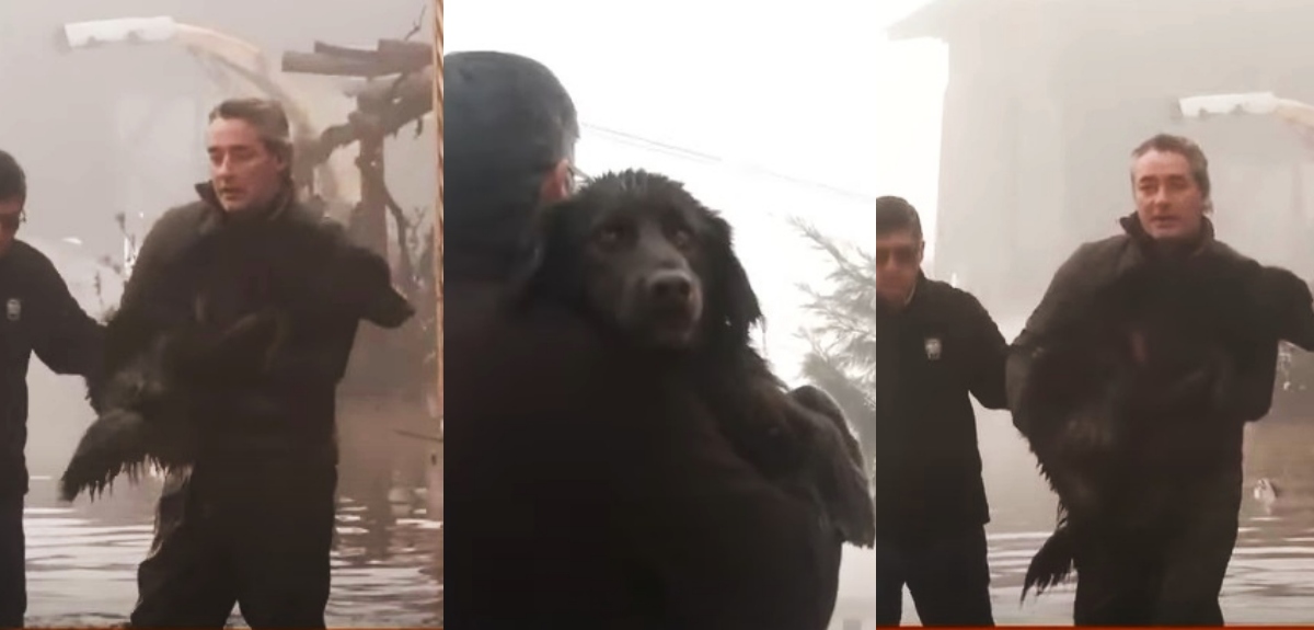 José Luis Repenning rescató a perro en inundaciones en Hualañé: 