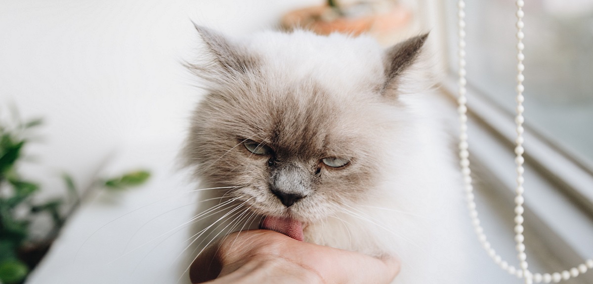 Hongo que afecta a gatos: ¿hay riesgos para la salud de las personas?