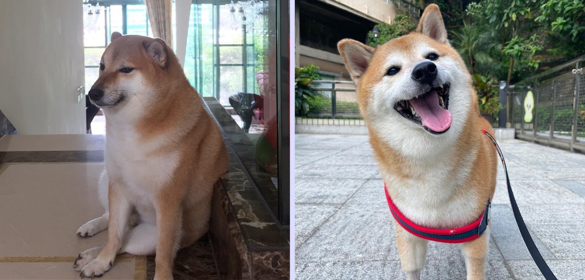 Muere 'Cheems', el famoso perrito shiba inu del meme con ansiedad