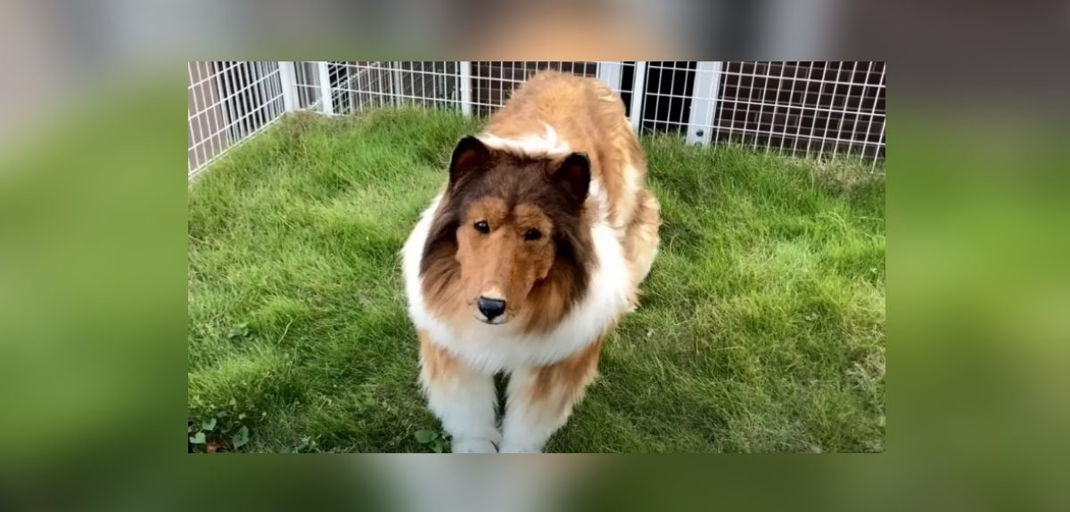 Japonés que se cree collie y pagó millones por su disfraz salió a la calle: así reaccionó la gente