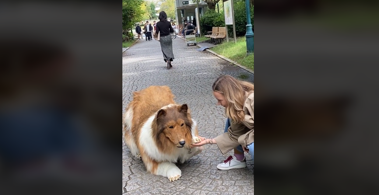 Japonés que se cree collie y pagó millones por su disfraz salió a la calle: así reaccionó la gente