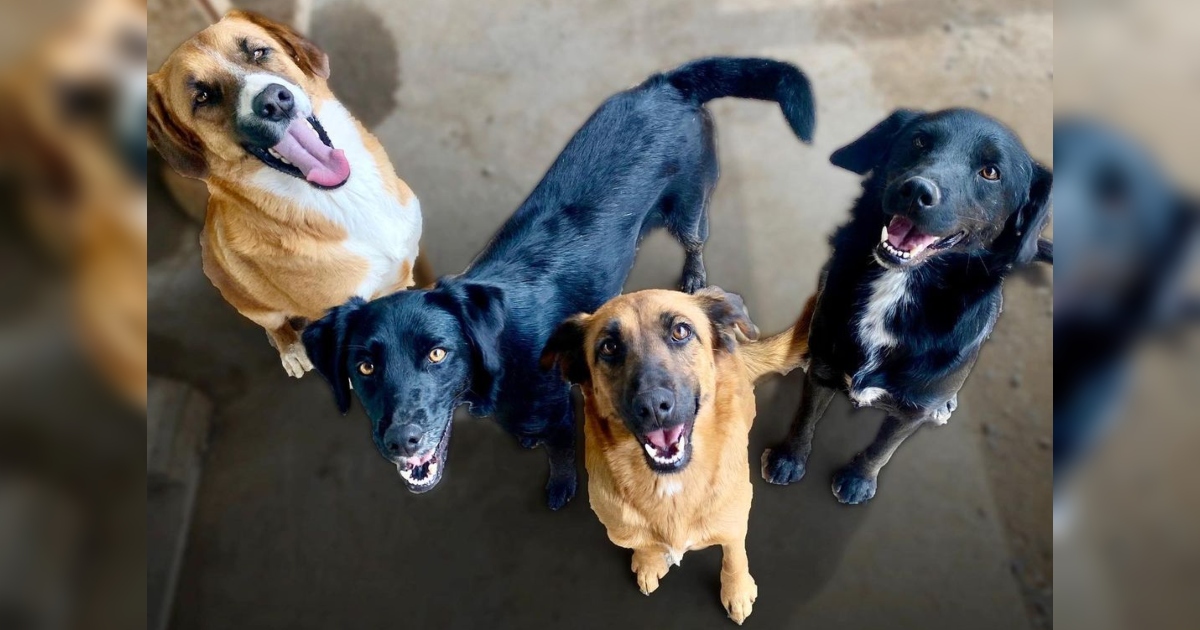 Día Mundial del Perro Adoptado: conoce los beneficios y cuidados de una tenencia responsable