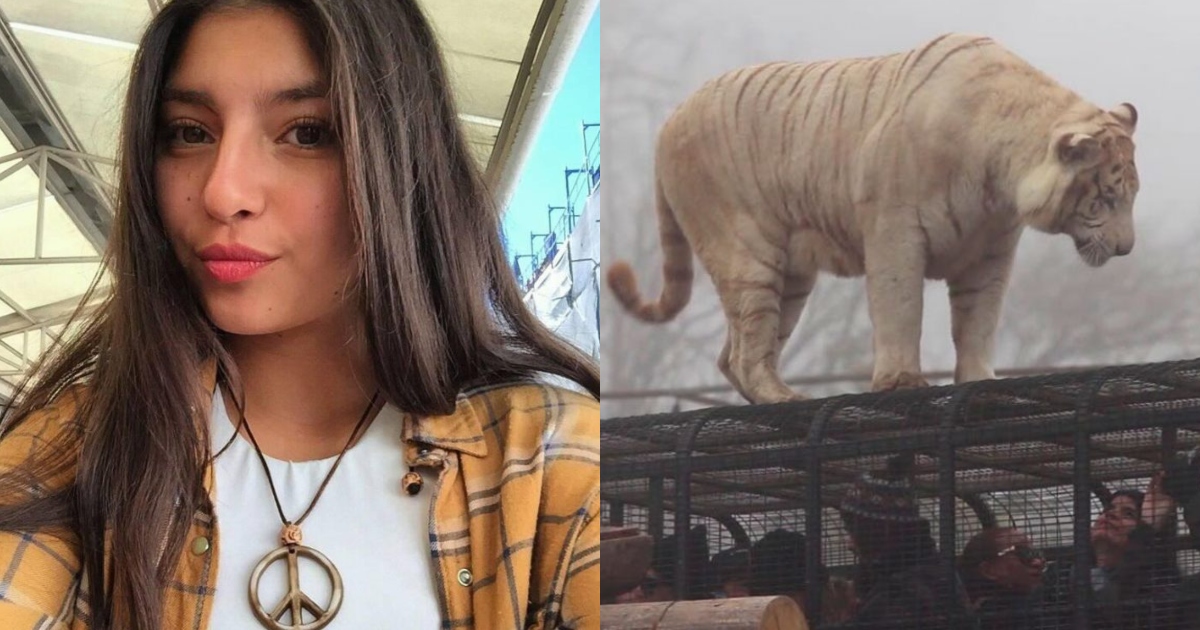 Por cuasidelito de homicidio: formalizan a tres involucrados en muerte de joven por ataque de tigre