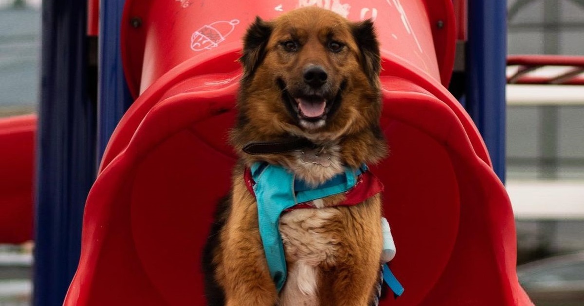 Brownie, el perro presidencial, dedicó un agradecimiento a Carabineros por gesto en Parada Militar