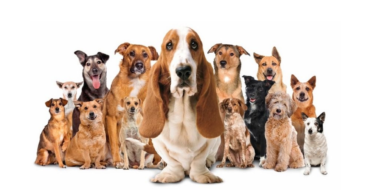 Icónico perrito de marca de zapatos protagoniza campaña de adopción: habrá un evento el sábado