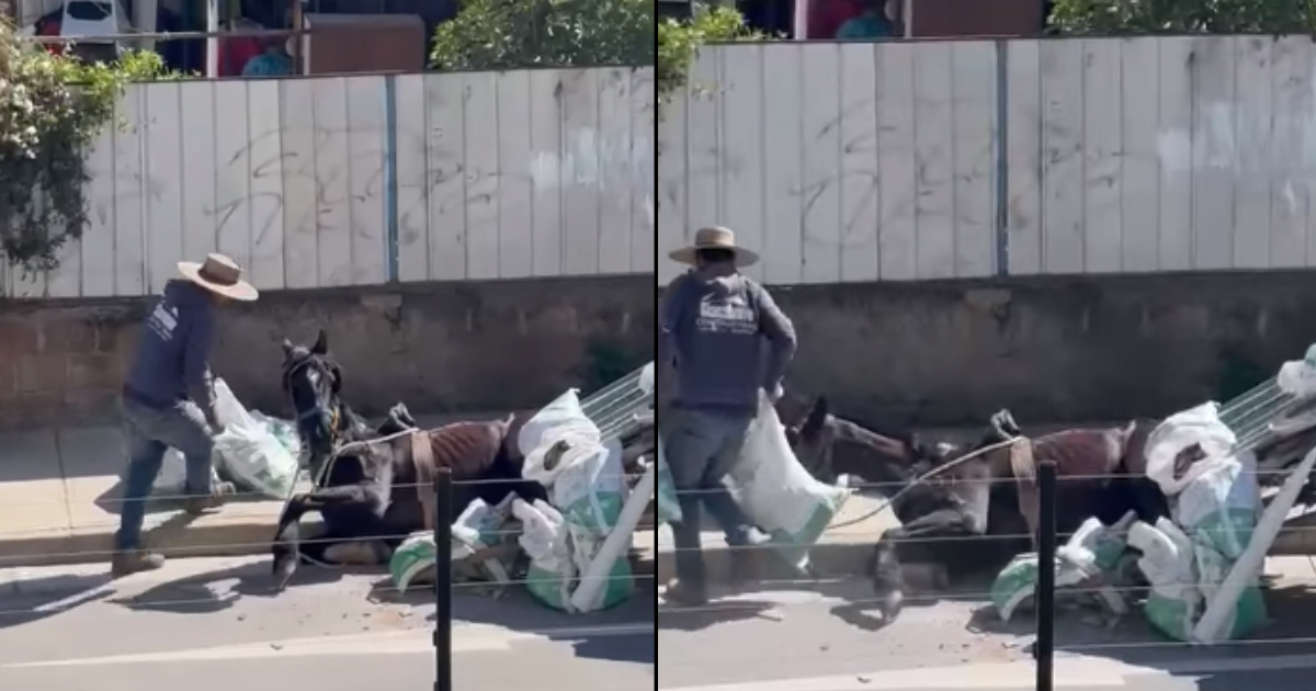 Nuevo caso de maltrato animal en Villa Alemana: caballo colapsó tras llevar carreta con escombros