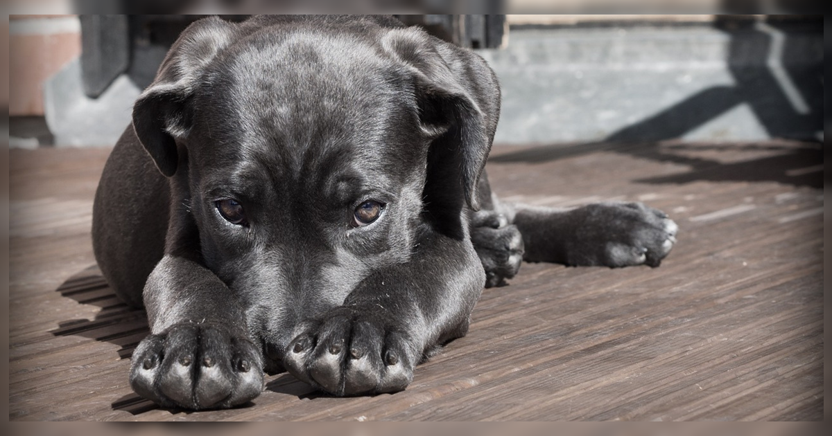 Violó, torturó y mató decenas de perros: la impactante confesión de reconocido zoólogo australiano