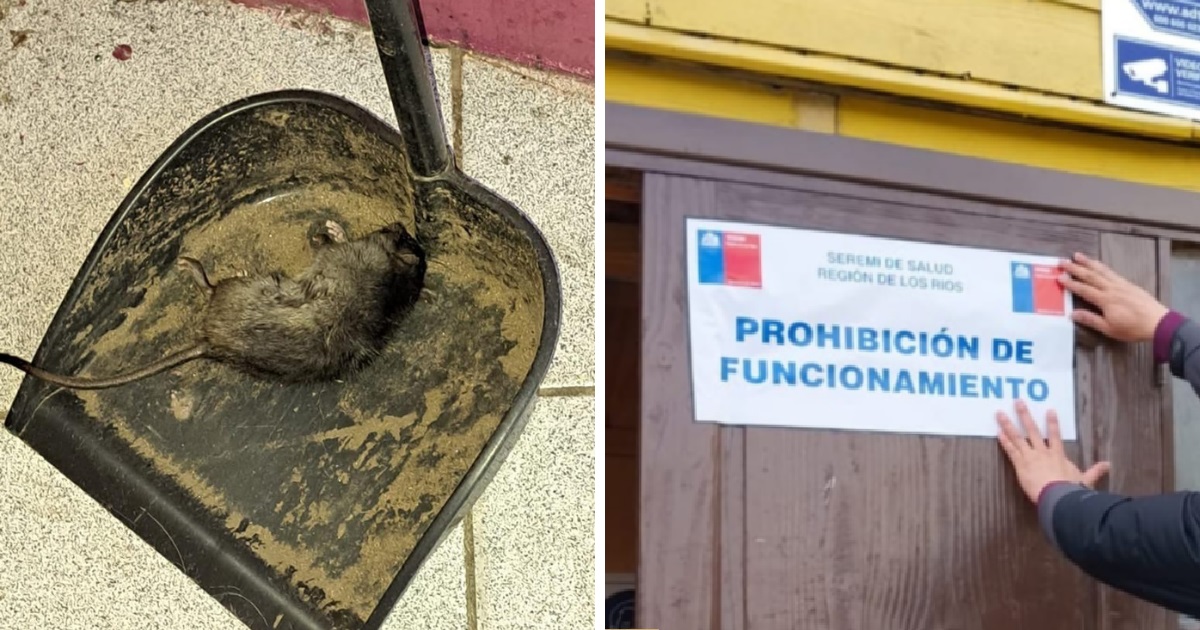 Colegio de Paillaco quedó con prohibición de funcionar: hallaron ratones y fecas de roedores