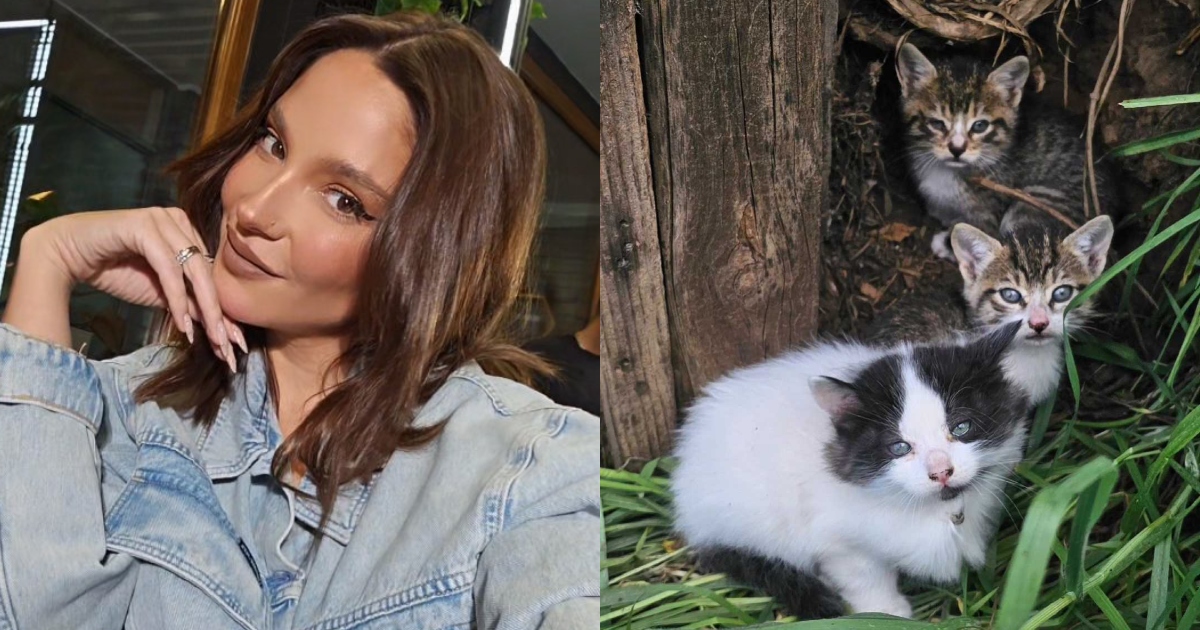 Kel Calderón rescató a gatitos abandonados en la calle en Pelarco: 