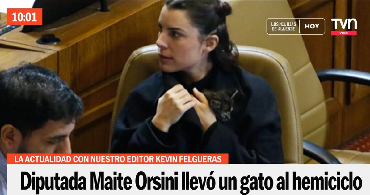 Maite Orsini gato Congreso