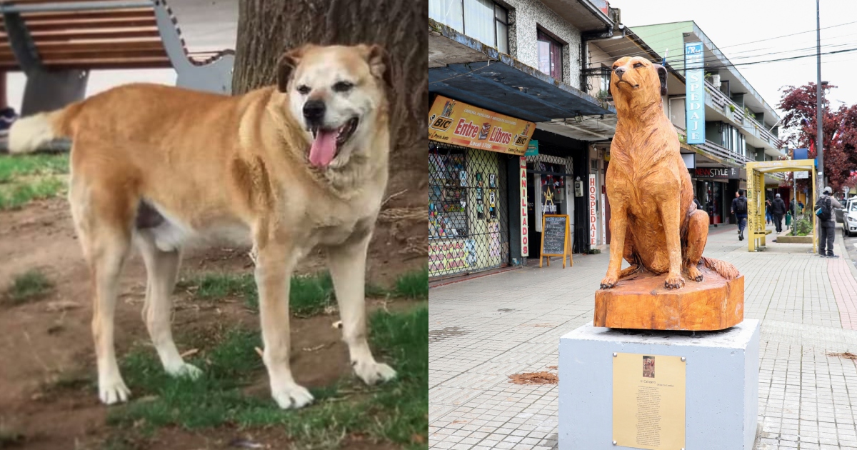 Murió Don Luis Apolo, famoso perrito de Osorno y símbolo de la tenencia responsable
