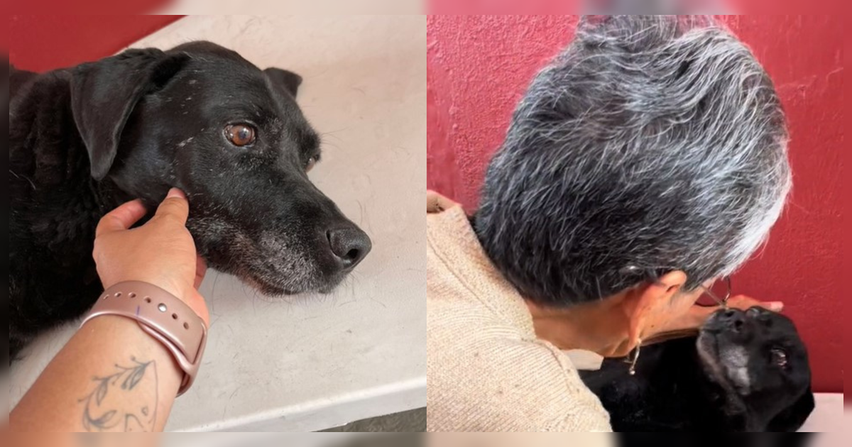 “Quiero que te vayas tranquilo”: el conmovedor adiós de adulta mayor a su perrito que se hizo viral
