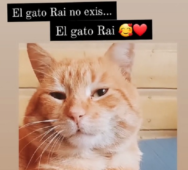 Gato Raimundo Gran Hermano 