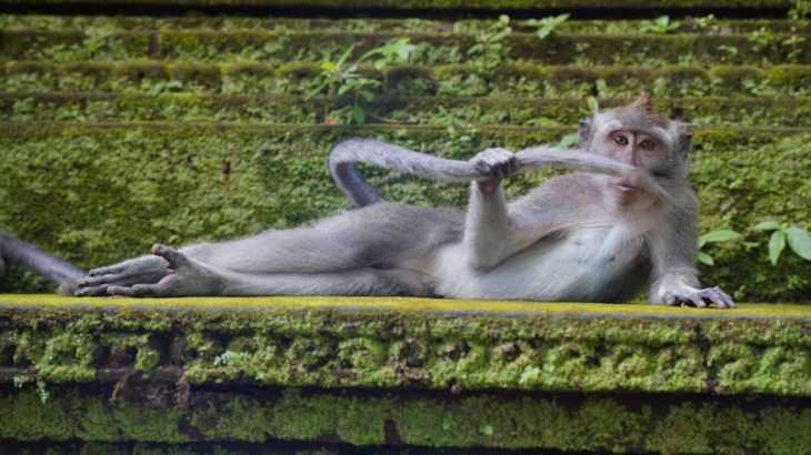 Comedy Wildlife Photo 