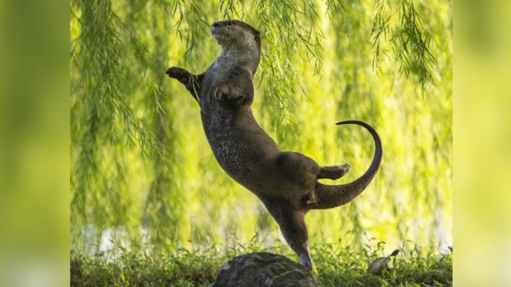 Comedy Wildlife Photo 