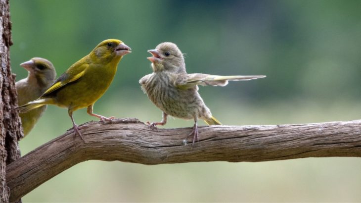 Comedy Wildlife Photo 