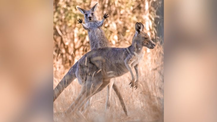 Comedy Wildlife Photo 