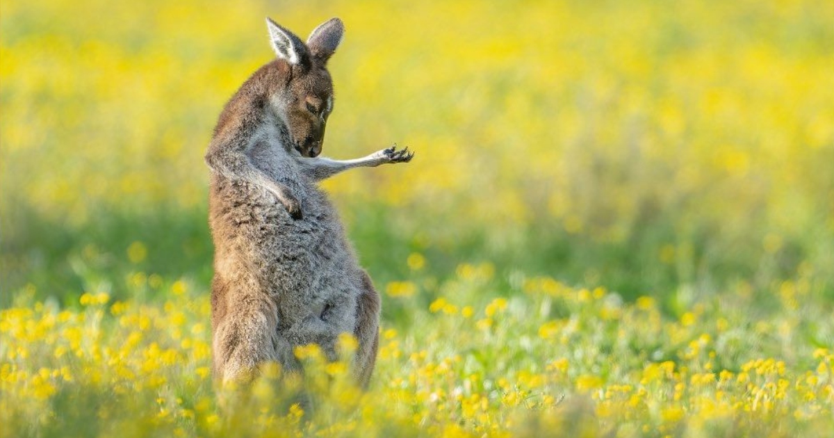 Comedy Wildlife Photo 2023