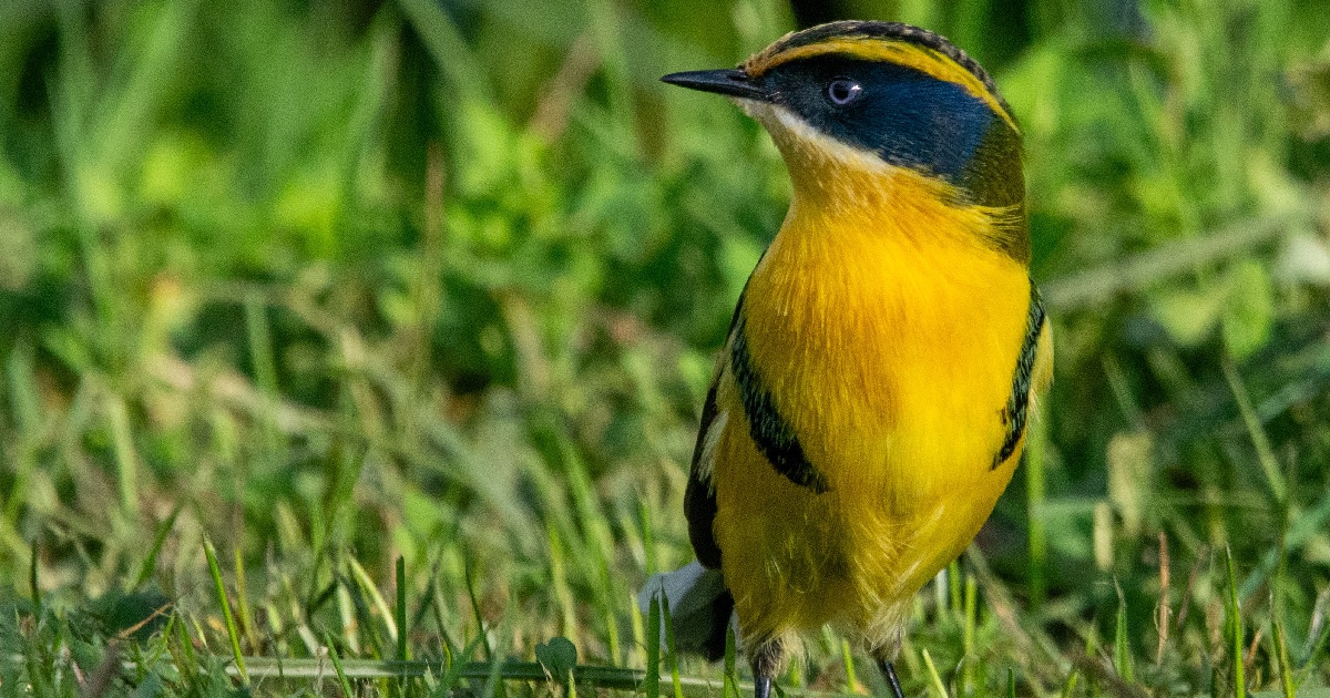 Día de la fauna chilena: advierten que el hábitat de 'Fiu' en los humedales está en peligro