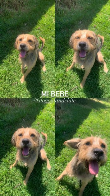 Cony Capelli actualizó sobre Bigote desde México: "Mucha gente le tiene cariño y preocupación"