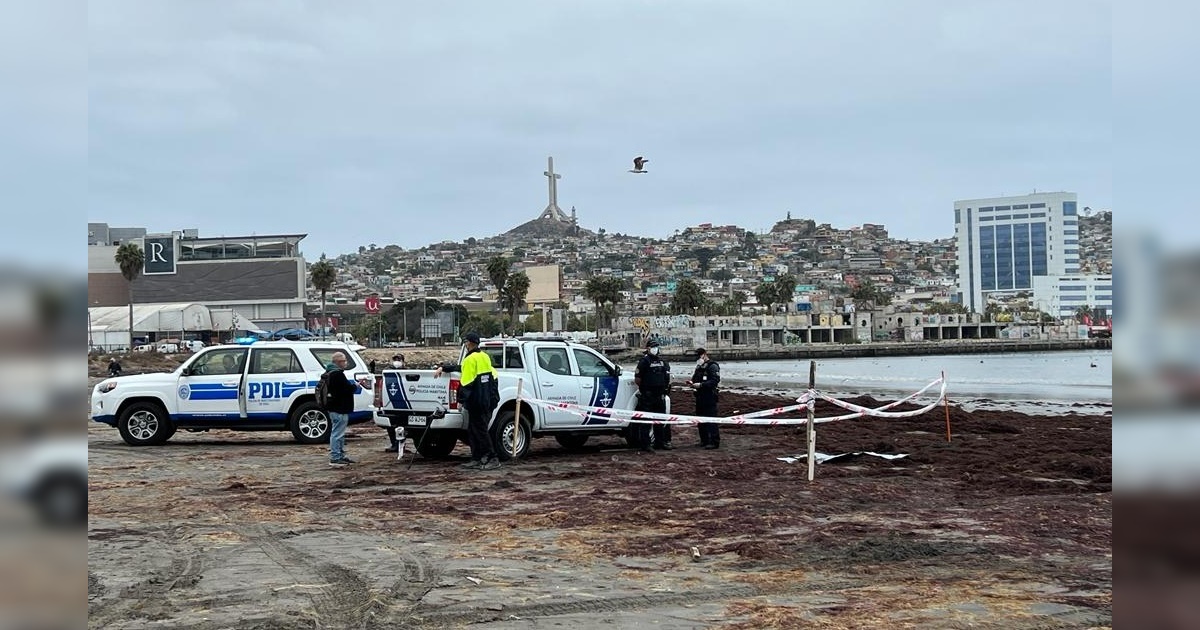 Víctima descuartizada en Coquimbo habría sido mutilada aún con vida: testigo entregó relato clave