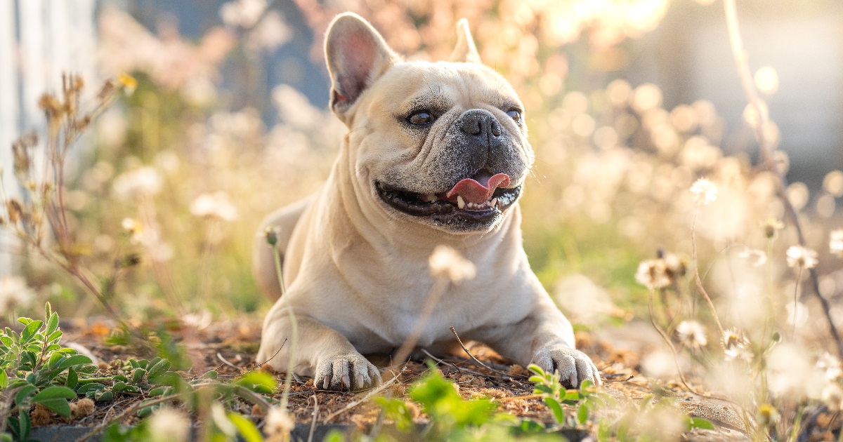 Las razas de mascotas más sensibles a las altas temperaturas y cómo cuidarlas en verano