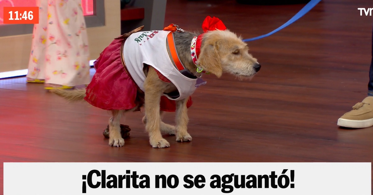 perrita hizo pipí y caca en el Buenos Días a Todos
