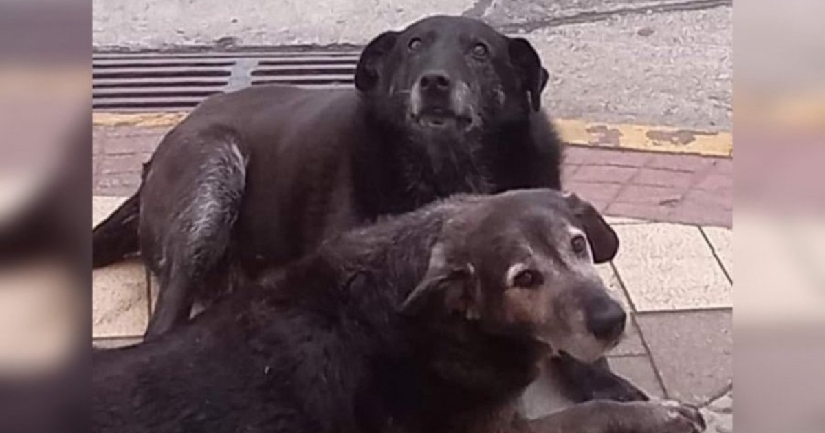 Corporación de Bienestar Animal presentó querella por perritos comunitarios enterrados en Valdivia