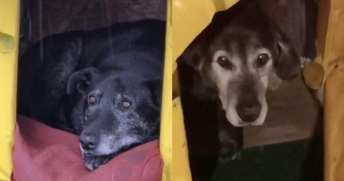 El relato de joven que participó en matanza de perros comunitarios en Valdivia: 