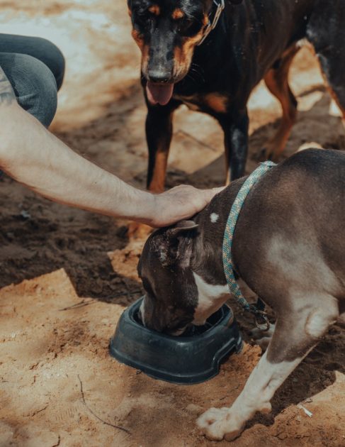 qué hacer ante golpes de calor de perros y gatos