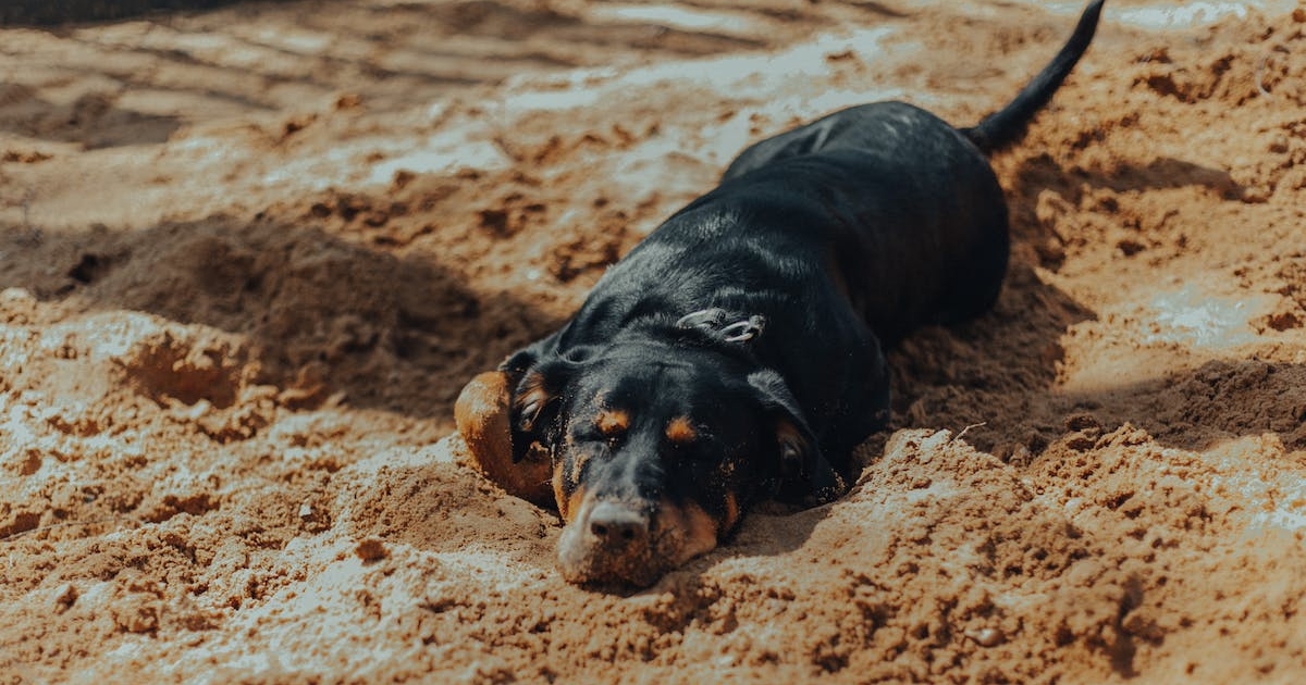 Cómo identificar cuando tu perro o gato está afectado por un golpe de calor excesivo y qué hacer
