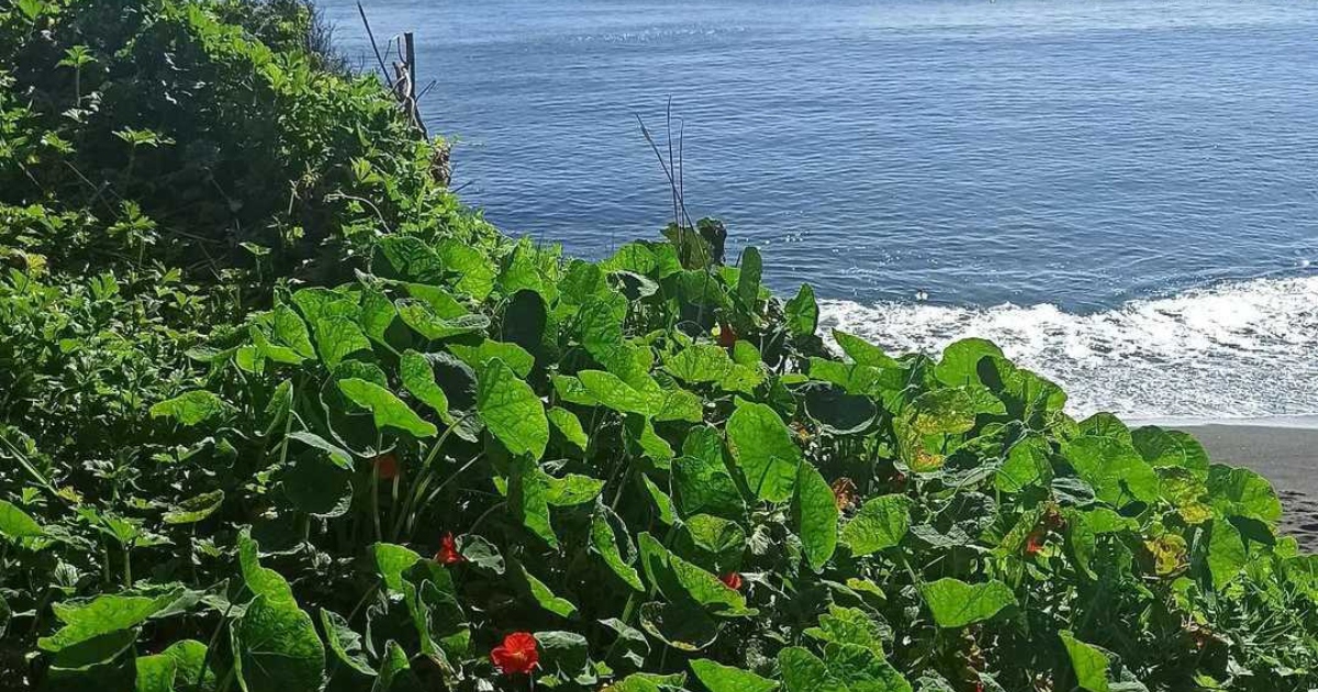 ¿Vas de vacaciones a Valdivia? Estas son cinco playas escondidas que no te puedes perder