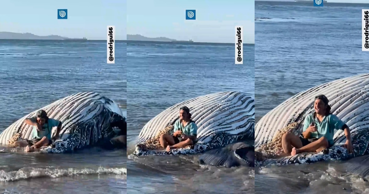 Funan a joven que se fotografió sentado sobre una ballena muerta en Penco: se llenó de críticas