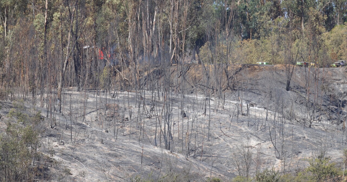 Detienen a dos sospechosos de iniciar focos de incendios en cercanías del Jardín Botánico