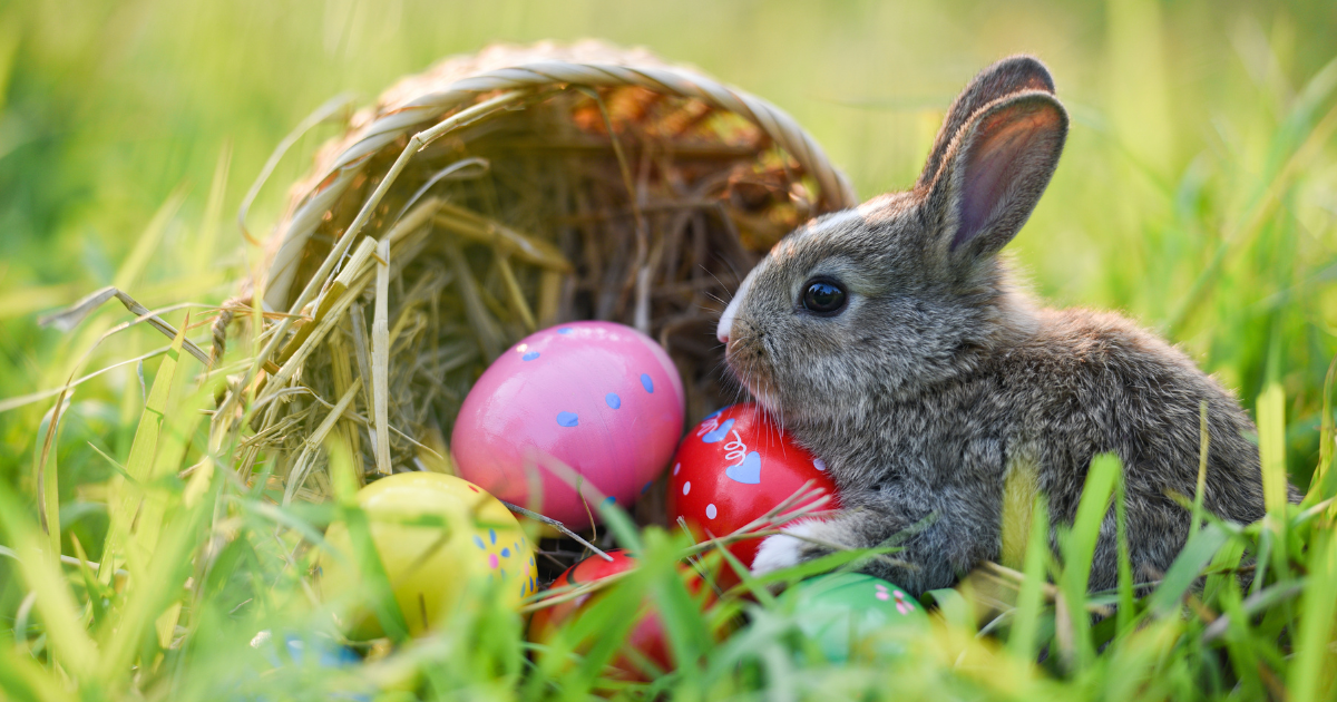 ¿Por qué el conejo pone huevos de Pascua? Experta revela la razón
