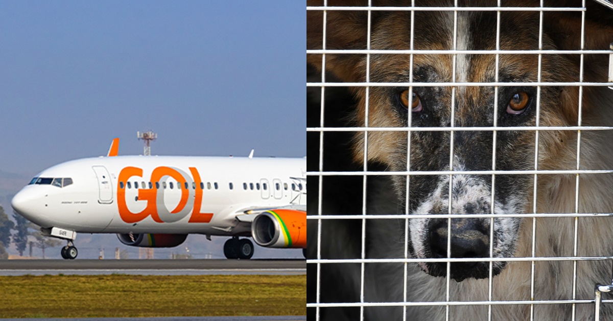 Protestas en Brasil por negligencia de aerolínea Gol: perro murió tras ser enviado en vuelo erróneo