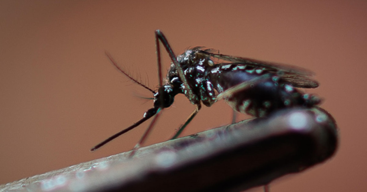 Confirman 3 casos de dengue en Maule: ¿cuáles son los síntomas y cómo prevenir el contagio?