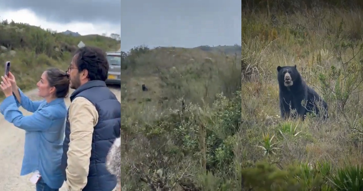 ¿Un oso en la Carretera Austral? La verdad tras el supuesto avistamiento en el sur de Chile