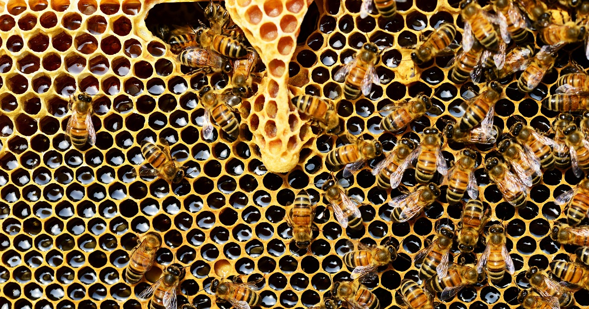 Día Mundial de las Abejas: ¿cuál es su importancia?