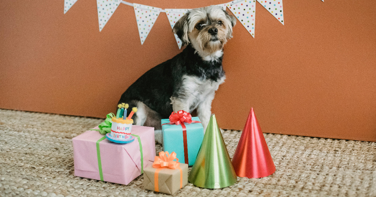 ¿Es apropiado festejar el cumpleaños de nuestras mascotas?: veterinario da consejos