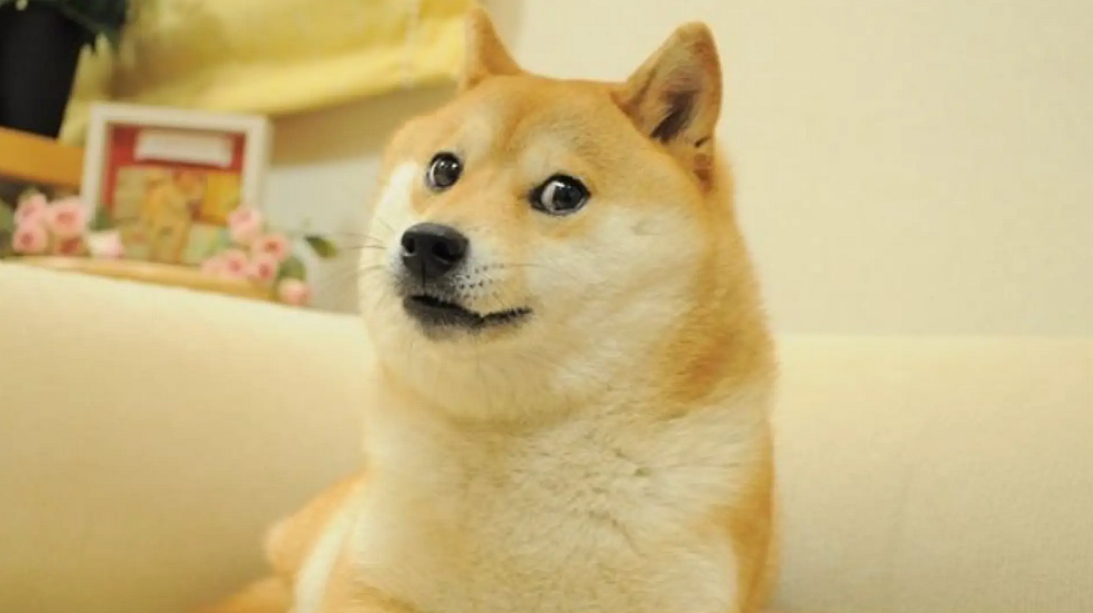 Muere Kabosu, la perrita que inspiró el meme Doge y la criptomoneda Dogecoin