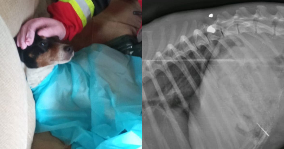 Conocido perro de Osorno quedó parapléjico tras recibir un disparo: vivía con voluntarios de URAT