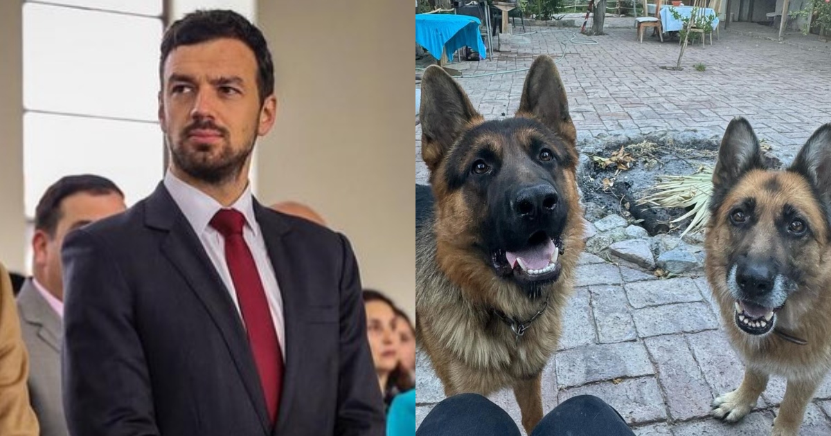 Tomás Vodanovic lamentó muerte de sus perros por envenenamiento: 