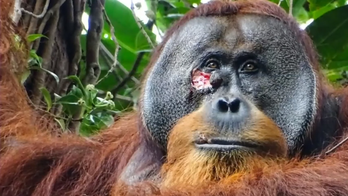 Rakus, el orangután sorprendido usando planta medicinal para sanar una herida