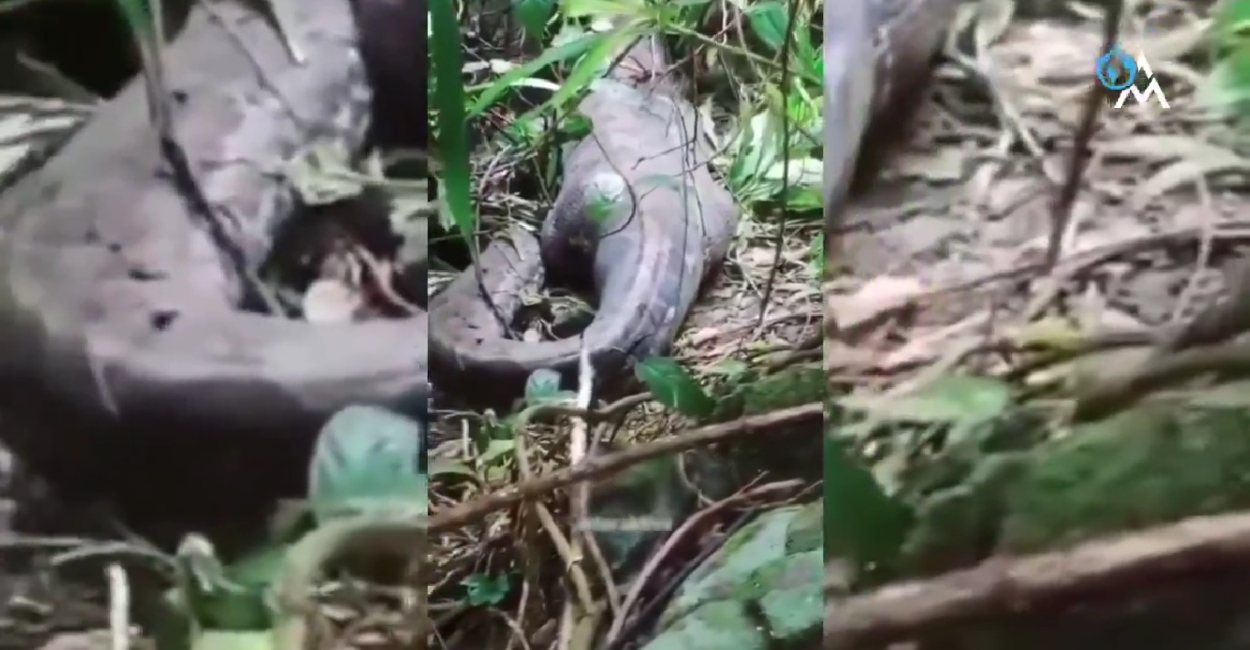 Encuentran cadáver de mujer dentro de pitón de 5 metros en Indonesia: desapareció tras ir al mercado